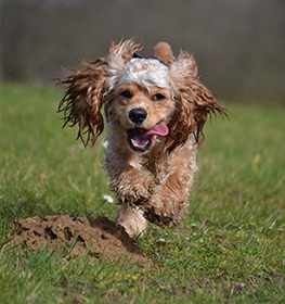 American Cocker Spaniel