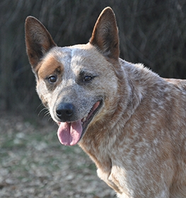 Australian Cattle Dog