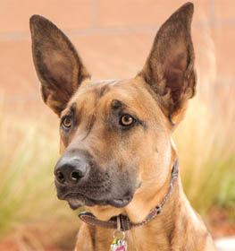 Belgian Malinois