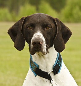 German Shorthaired Pointer