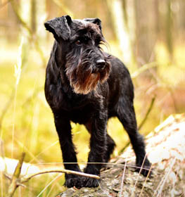 Miniature Schnauzer