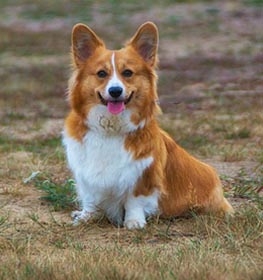 Pembroke Welsh Corgi