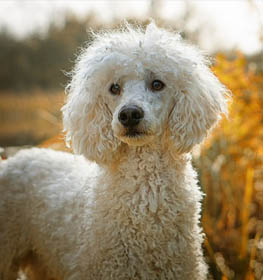 Poodle