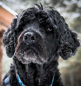 Portuguese Water Dog
