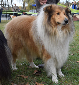 Rough Collie