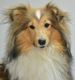 Shetland Sheepdog