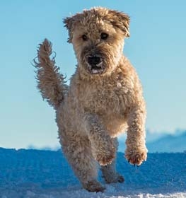 Soft Coated Wheaten Terrier