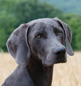 Weimaraner