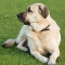 Anatóliai juhászkutya kutya profilkép