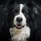 Border Collie kutya profilkép