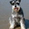 Közép schnauzer kutya profilkép