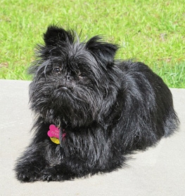 Affenpinscher