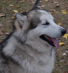 Alaskan Malamute dog profile picture