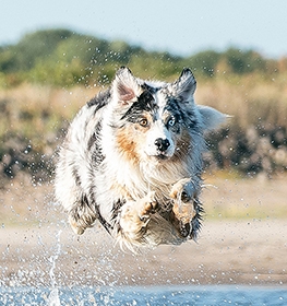 Australian Shepherd