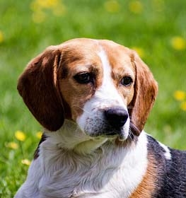 Beagle
