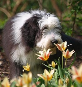 Bearded Collie