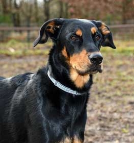 Beauceron