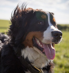 Berni pásztorkutya kutya profilkép
