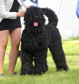 Orosz fekete terrier kutya profilkép