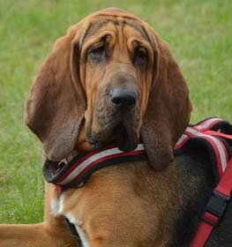 Bloodhound