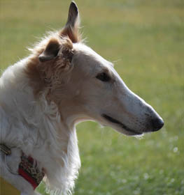 Orosz agár kutya profilkép