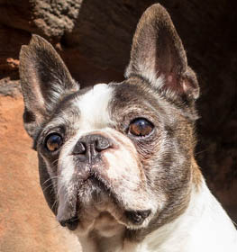 Boston Terrier kutya profilkép