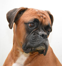 Boxer