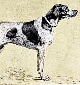 Dupuy-i vizsla kutya profilkép