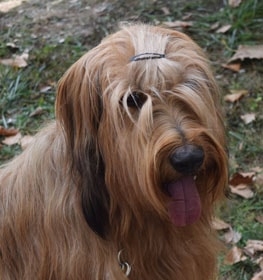 Briard