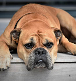 Bulldog