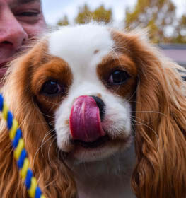 Cavalier King Charles Spaniel