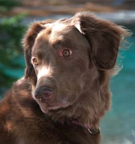 Chesapeake Bay Retriever kutya profilkép