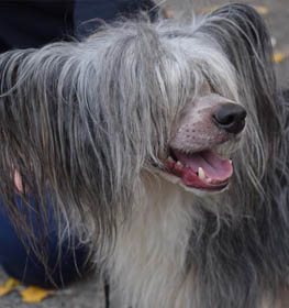 Chinese Crested dog profile picture