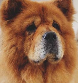 Chow Chow