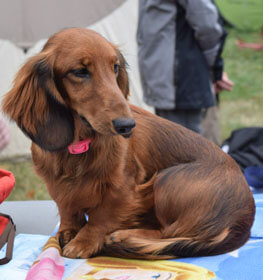 Dachshund
