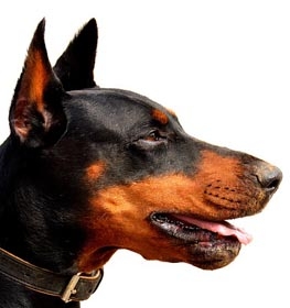 Doberman Pinscher