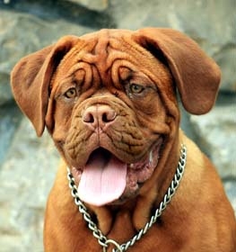 Dogue de Bordeaux