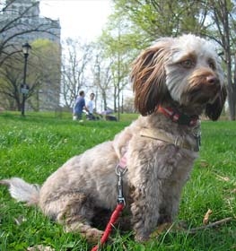 Doxiepoo