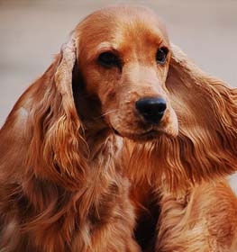 English Cocker Spaniel dog profile picture