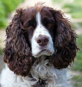 English Springer Spaniel dog profile picture