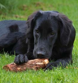 Flat-Coated Retriever