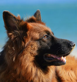Németjuhász kutya profilkép