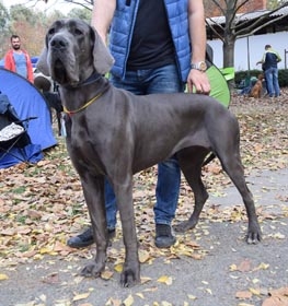 Great Dane
