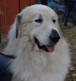 Great Pyrenees