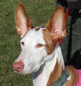 Ibizan Hound