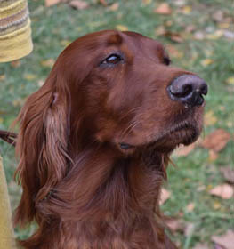 Irish Setter