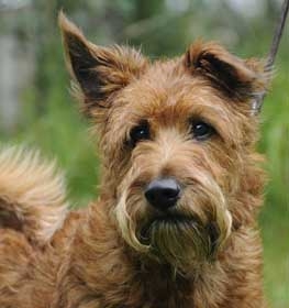 Irish Terrier