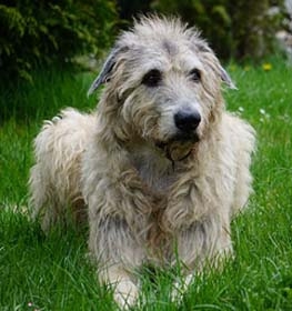 Irish Wolfhound