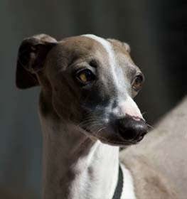Italian Greyhound