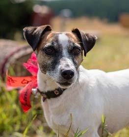 Jack Russell Terrier